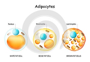 White fat cell, brown adipocyte, beige lipocyte photo