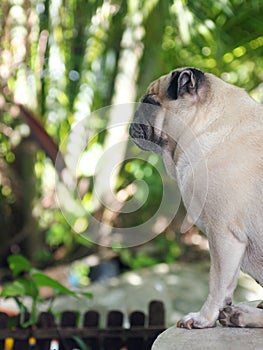 White fat cute lovely pug dog profile in green garden