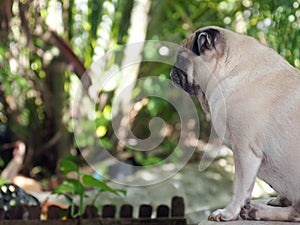 White fat cute lovely pug dog profile in green garden