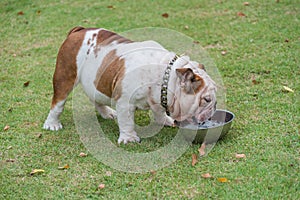 white fat english bulldog standing on green grass and drink water in stainless steel bowl at the park