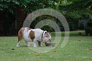 white fat english bulldog standing on green grass and drink water in stainless steel bowl at the park