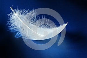 White feather