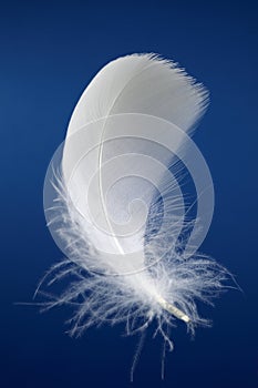 White feather