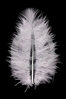 White feather