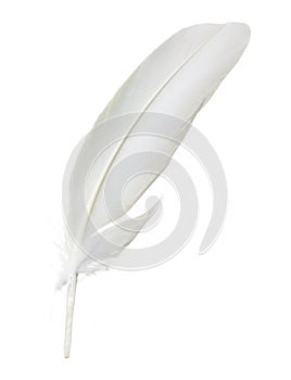 White feather