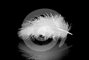 White feather