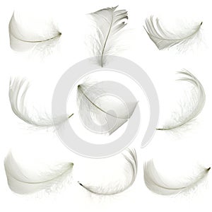 White feather