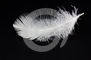 White feather