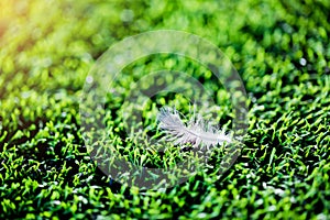 White feather on artificial turf.