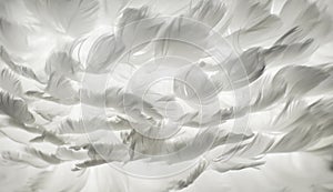 White feather background