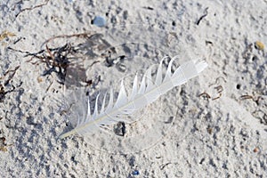 White feather on beach