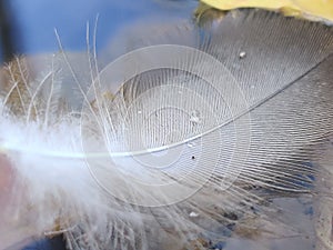 White feather of a bird with water drops.