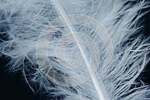 White feather with black