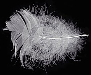 White feather on black