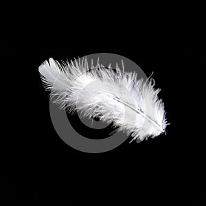 White feather on black