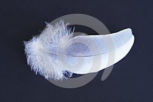 A white feather on a black background