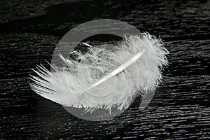 White feather on black background