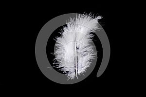 White feather on black background