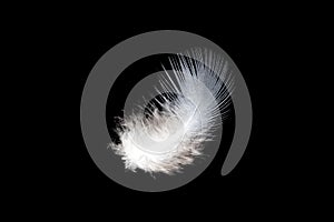 White feather on black background, isolate