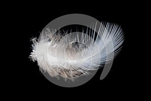 White feather on black background, isolate