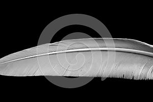 White feather on black background, macro photo. White feather texture.