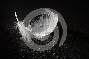 White feather on black reflective surface