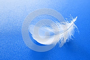 White feather on blue