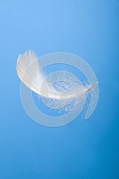 White feather in the blue sky