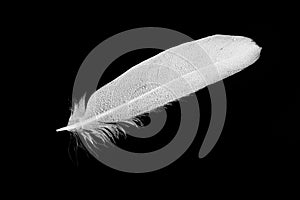 White feather covered with drops of water, rain on a black background.