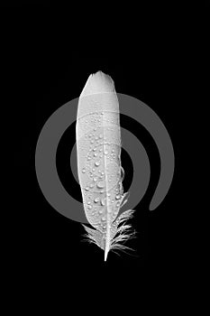 White feather covered with drops of water, rain on a black background.