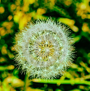 White feather dandelion seeds ready for dispersal