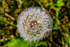 White feather dandelion seeds ready for dispersal