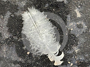 White Feather on Dark Asphalt