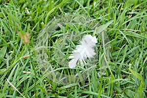 White Feather fall on green grass field.