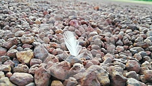 A white feather fluttering in the breeze