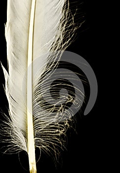 A white feather frame on a black background