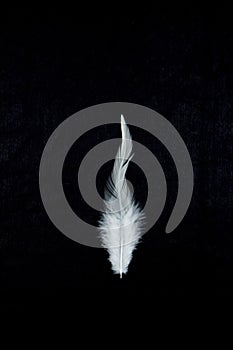 White feather in front of a black background