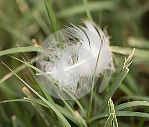 White feather in the grass