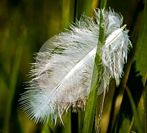 White feather in grass