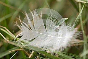White feather in the grass