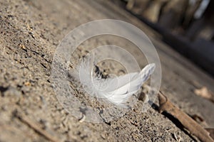 White feather on the ground