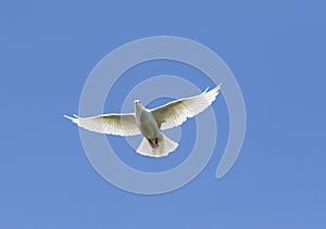 White feather homing pigeon bird flying against beautiful blue sky