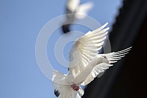 White feather homing pigeon bird flying agasint clear blue sky
