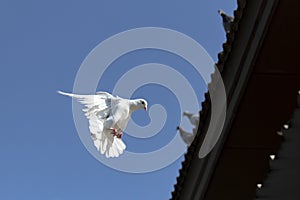 White feather homing pigeon flying against clear blue sky