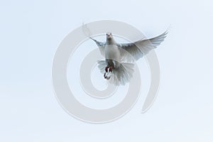 White feather homing pigeon flying over sky