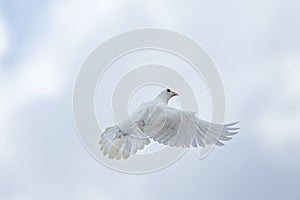 White feather homing pigeon flying over sky