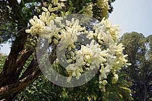 White feather honeymyrtle, fragrant flowering tree