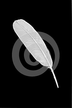 White Feather Illustration