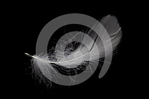 White Feather Isoalated on Black Background. Swan Faether Falling.