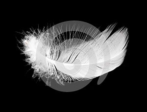 White feather isolated on black background
